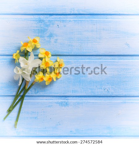 Background with fresh spring white and yellow flowers on blue  wooden planks. Selective focus. Place for text. Square image.