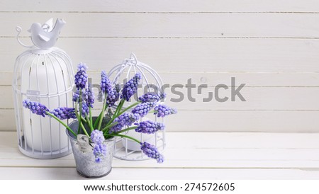 Background with fresh spring blue muscaries flowers and candles on white wooden planks. Selective focus. Place for text. Toned image.