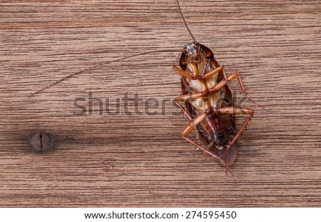 Dead cockroaches on wooden table