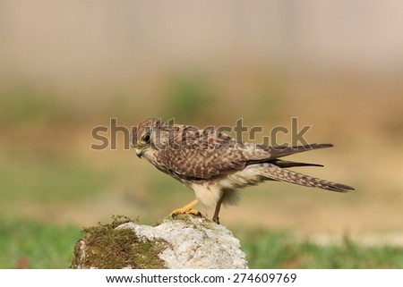 kestrel bird on stone