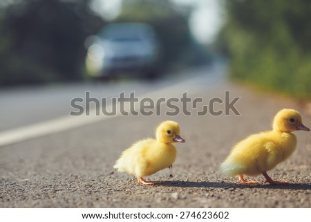 Close up small duckling on the asphalt road in Thailand Royalty-Free Stock Photo #274623602