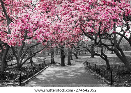Pink Blossoms in Central Park Black and White Landscape, NEW YORK CITY Royalty-Free Stock Photo #274642352