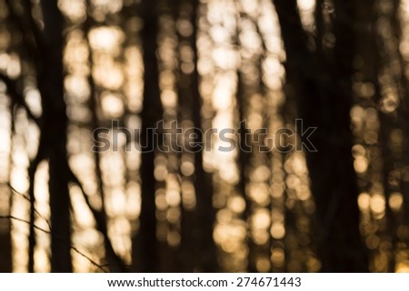 Abstraction of forest blurred background. Colorful defocused picture.