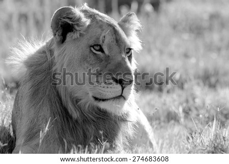 A male lion portrait. Golden sunlight ignite his intense eyes. South Africa