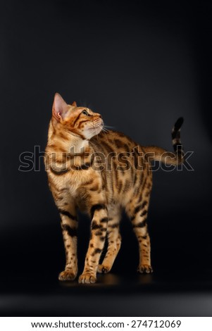 Bengal Cat Stads and Curious Looking Back on Black background 