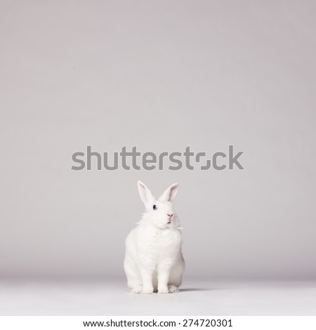 Studio photo of white rabbit on white background