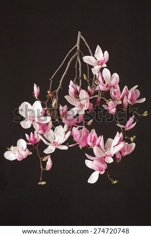 Magnolia, spring pink flower branch on black