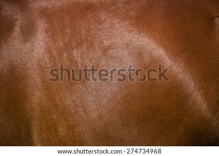 Brown horse fur background
