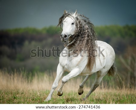 running free andalusian horse against stormy sky background Royalty-Free Stock Photo #274741436