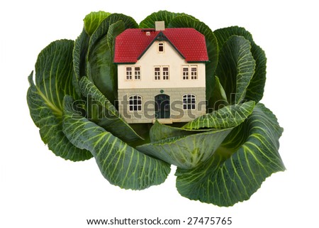 house in cabbage isolated on white