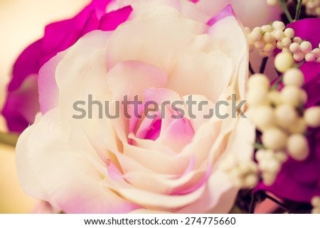 Rose flower close up background. Vintage filter.