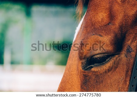 horse eye - soft focus with film filter