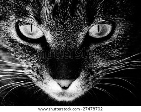Eyes of a cat
