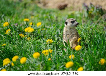Meerkat on watch in green grass with dandelions