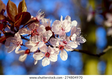 Branch beautiful spring blossoming twig clusters with pale pink petals bright red heart, long stamens with pollen sticking out in center of flowers in sunshine on the background of bright blue sky.