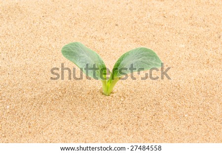 Green plant growing through sand