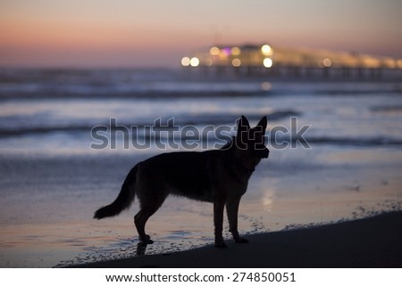 Picture of a wolf dog at sea by dusk.