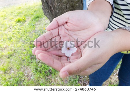 beautiful sakura flowers fall to Girl  hand.She did not pick from the tree.