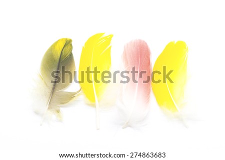 Colorful bird feathers, isolated on white background