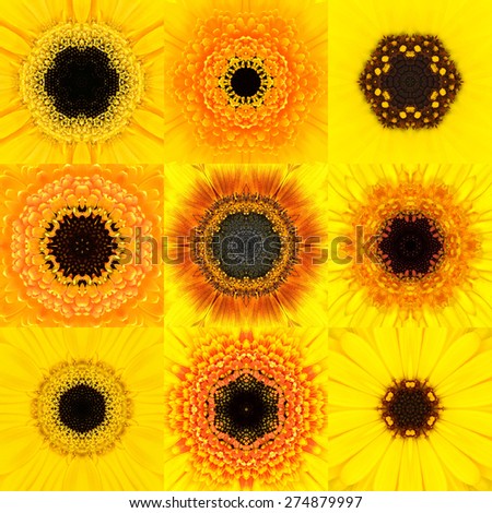 Collection of Nine Yellow Concentric Flower Mandalas. Kaleidoscope Concentric design. Full Flower Background