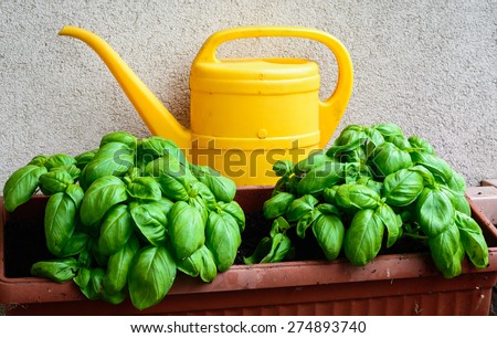 In the picture a vase with young basil and behind a yellow watering