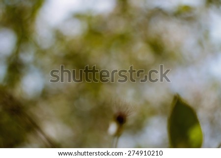 Natural green background. Natural Bokeh,blurred bokeh. Abstract nature background. Can be used for stationery, business cards, web and flyers. Unfocused image.