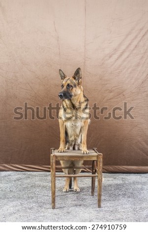 Picture of a German Shepherd posing for camera with background.