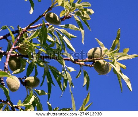 Branch of almond tree against blue sky background. 