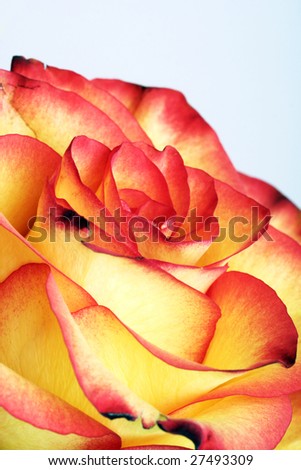 Macro picture of fresh rose.