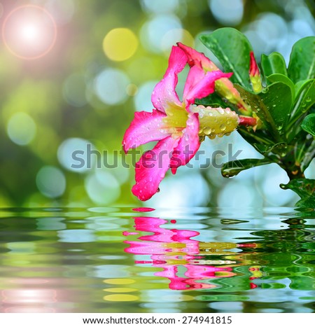 Blooming Pink Rhododendron Afer Rain with reflect in water