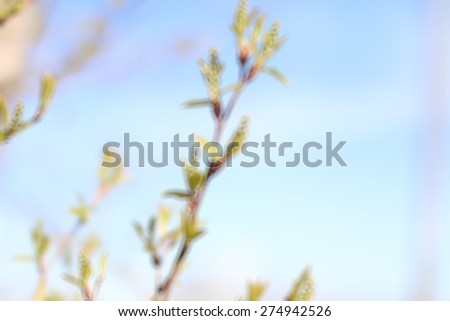 background concept Spring buds of green trees
