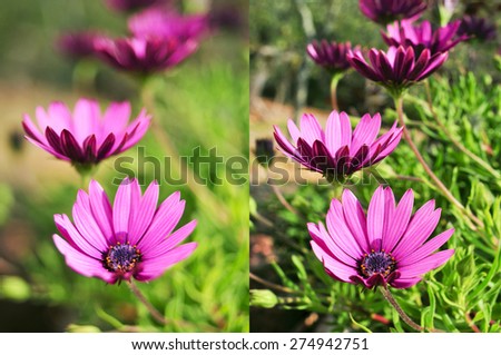 two different photos of some purple flowers shot with different apertures, the left with an aperture of f/2 and the right with an aperture of f/22