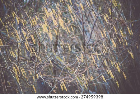 spring blossoms and leaves on blur background in country - retro vintage looking effect