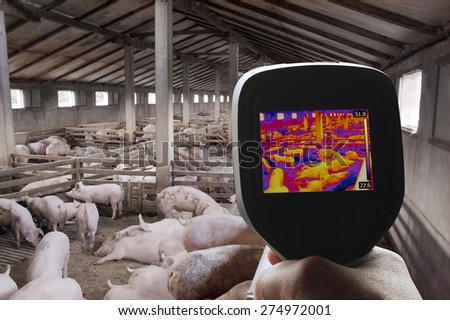Swine Flu Detection with Thermal Camera Royalty-Free Stock Photo #274972001