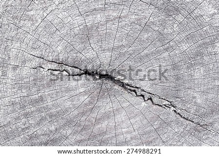 Close up cross section of tree trunk 