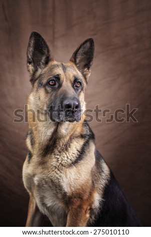 Picture of a German Shepherd posing in studio with background.