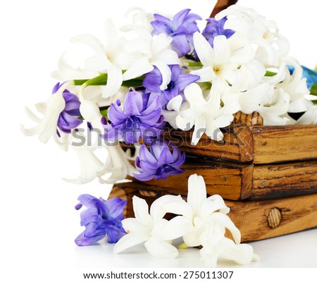 Beautiful hydrangea in wooden basket isolated on white