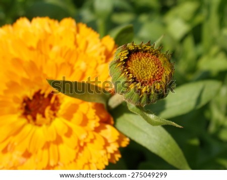 pot marigold, calendula officinals close up, selective focus, macro, orange macro flowers, bud, marigold