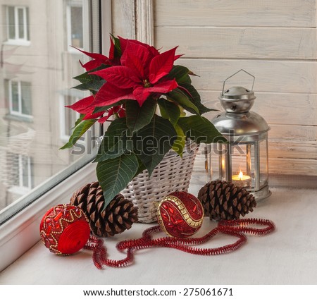 Poinsettia  (Euphorbia pulcherrima), Christmas decorations and lights in the window on the eve of Advent Royalty-Free Stock Photo #275061671