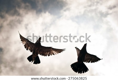 An eerie picture of a pair of pigeons seen from below with the sky and clouds beautifully in the background 