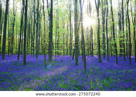 Beautiful spring forest with carpet of bluebells or wild hyacinths flowers on a sunny day, Belgium, Halle