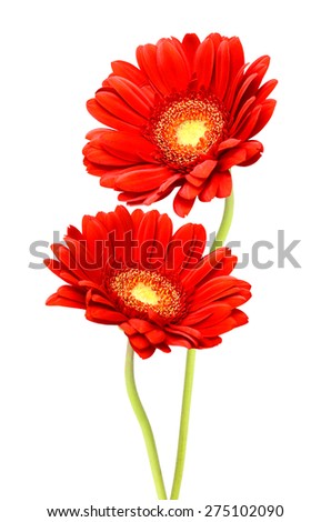 Red gerbera flower, Isolated on white background