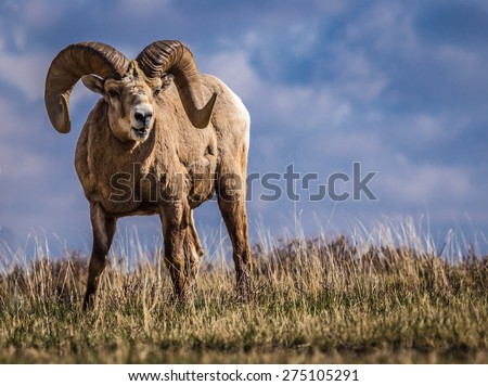 Wild Big Horn Sheep in Southern Alberta Royalty-Free Stock Photo #275105291