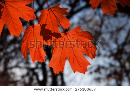 maple leaf red autumn sunset tree  background Royalty-Free Stock Photo #275108657