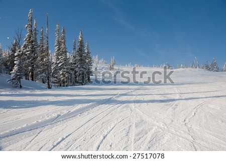 Alpine slope with pine tree covered snow