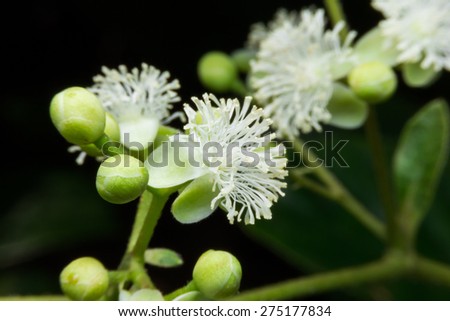 Flowers of Tetracera Loureiri, macro