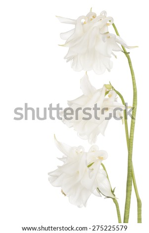 Studio Shot of White Colored Columbine Flowers Isolated on White Background. Large Depth of Field (DOF). Macro.