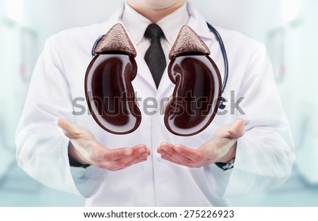 Doctor with stethoscope and kidneys on the  hands in a hospital. High resolution. 