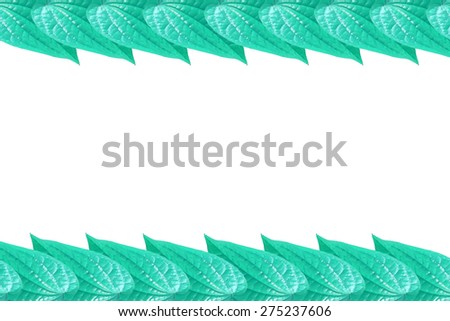 Background template with leaf light green color isolated on white background.
