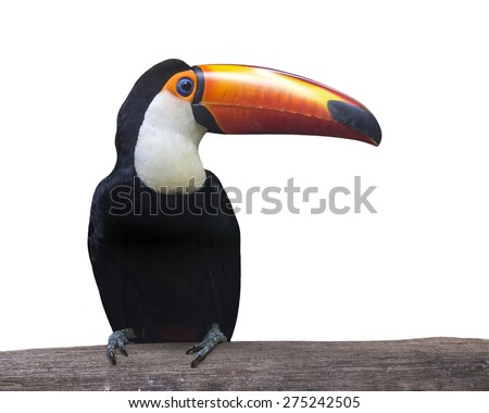 Toucan (Ramphastos toco) isolated on white background.